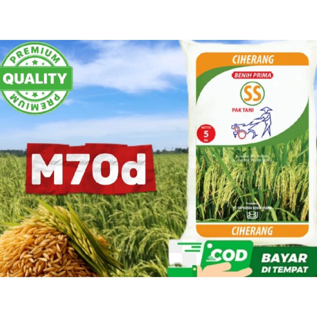 benih padi varietas M70d