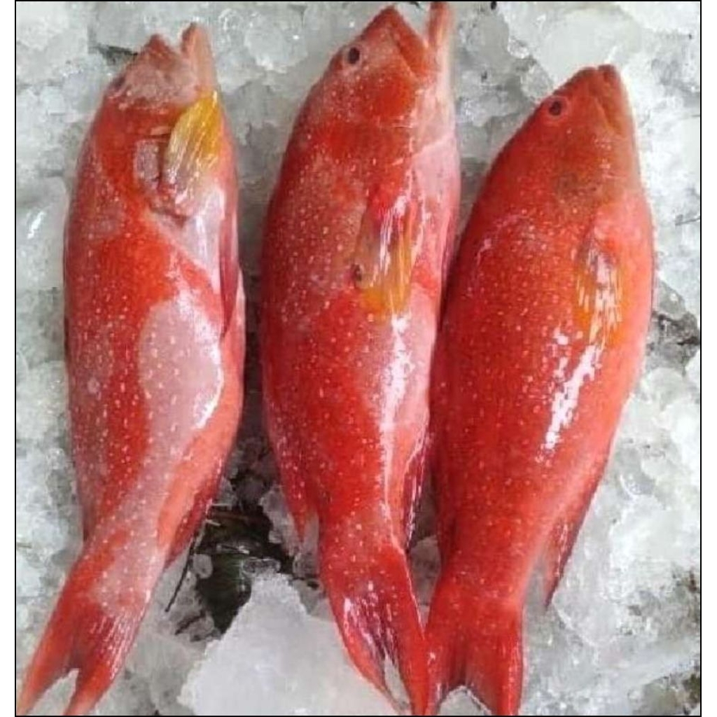 Ikan Kerapu Merah/kerapu sunu/kerapu lodi/kerapu batik