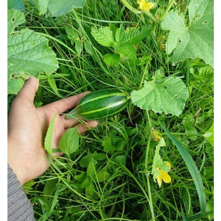 Biji Bibit BENIH TIMUN KRAI