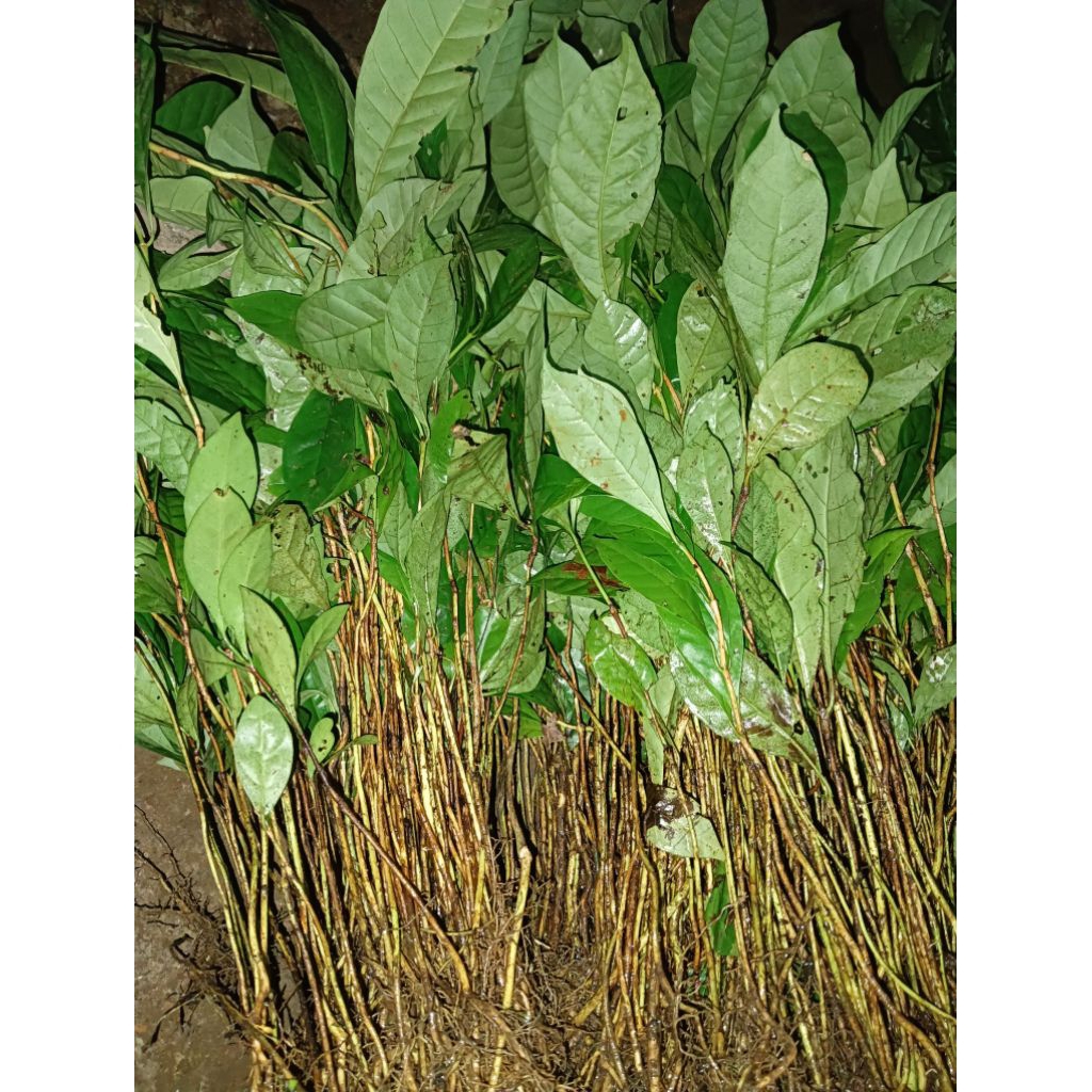 Bibit kopi robusta/tingkai