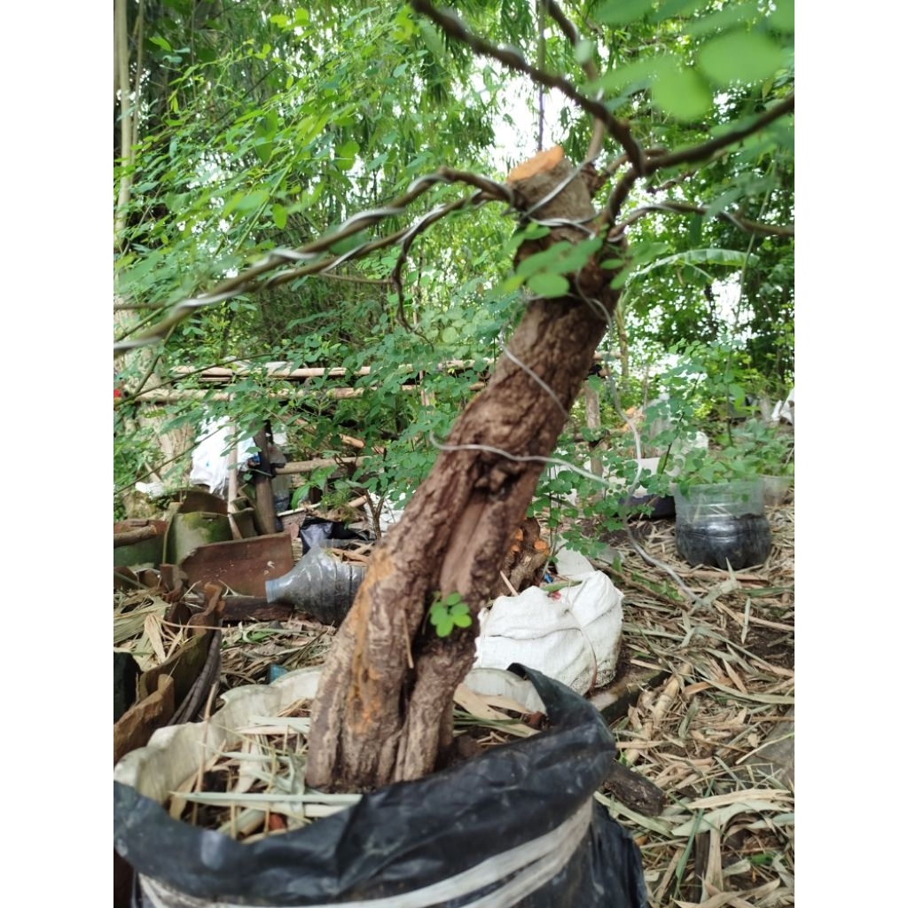 bahan bonsai ileng ileng karakter tua kroak real pict