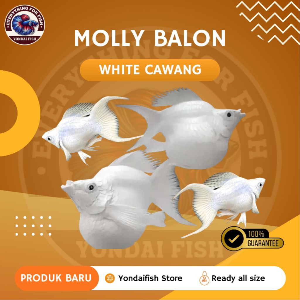 [MOLLY] Balon White Cawang | IKAN HIAS| NEW | REAL PICT | TOP GRADE| SIZE INDUKAN