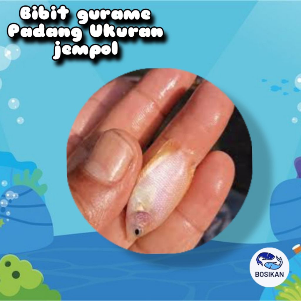 Bibit gurame Padang size jempol (ukuran jempol)