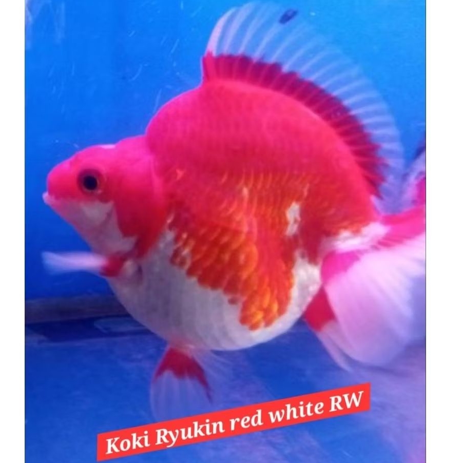 ikan mas koki ryukin rw merah putih
