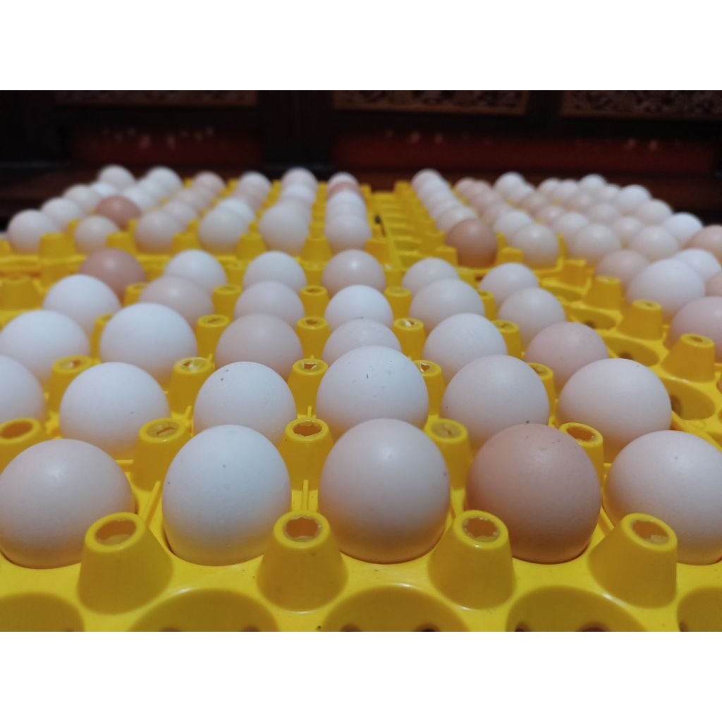 TELUR TETAS AYAM ELBA KAMPUNG PETELUR