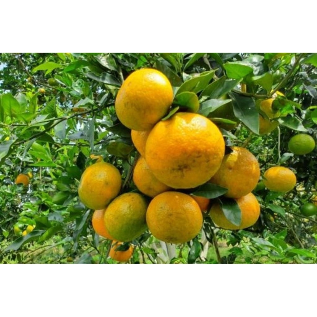 bibit jeruk RGL sudah buah