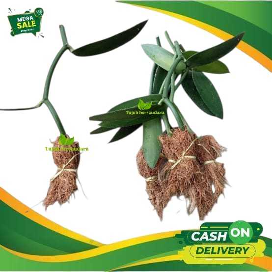 Bibit vanili unggul planifolia siap tanam