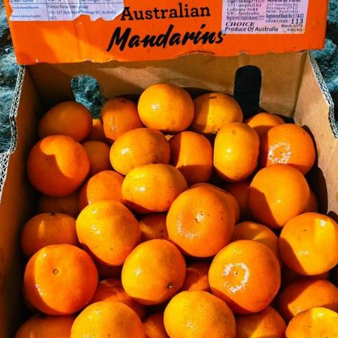 Jeruk Tangold Mandarin Ausie Manis Seger Australia