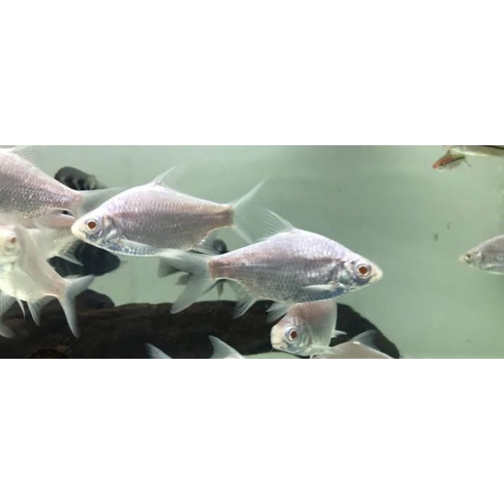 KAVIAT PLATINUM 10CM