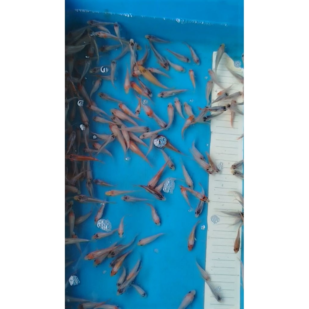 ikan koi shusui F1 4-5cm indukan jumbo