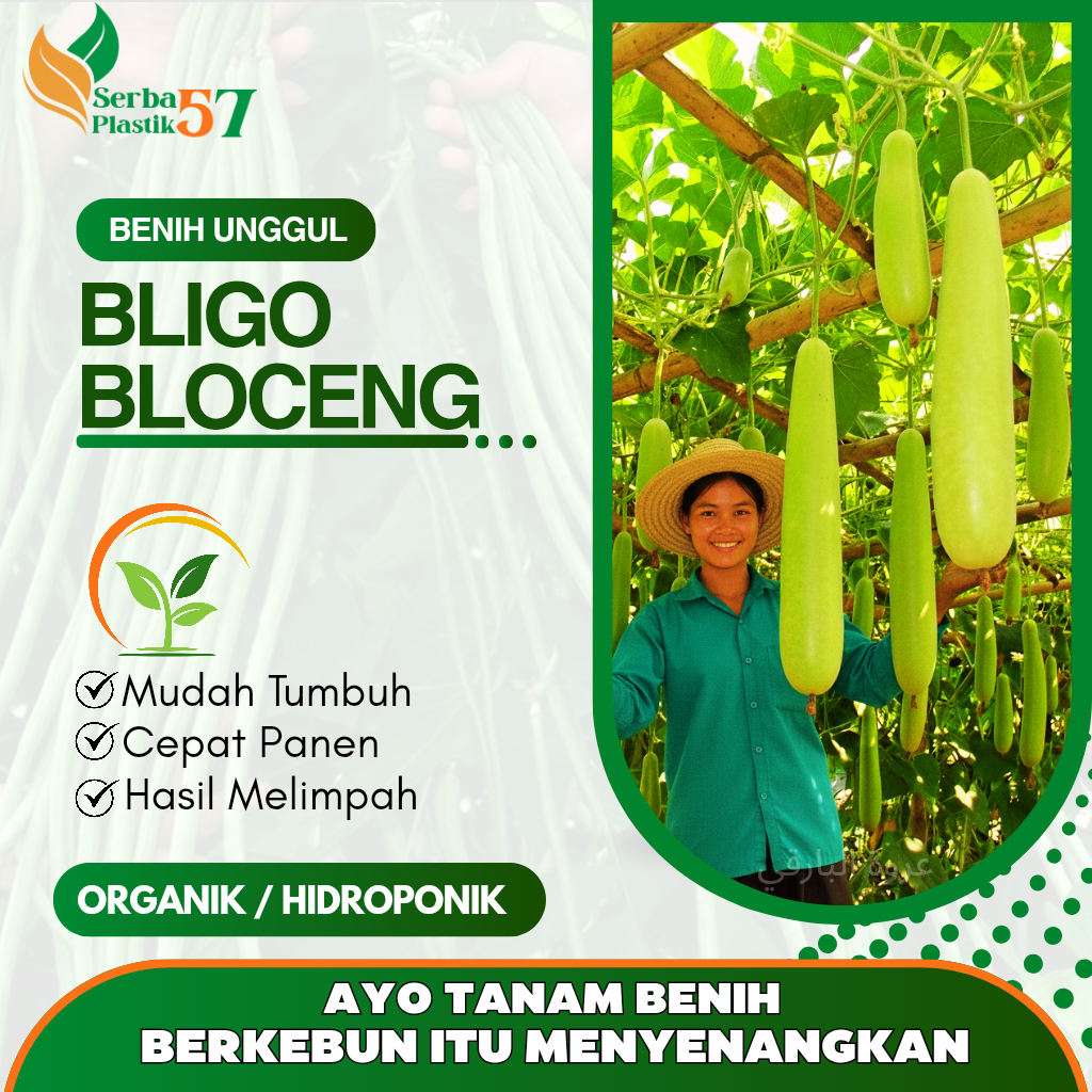 Bibit bligo bloceng / benih bligo unggul panjang / biji bloceng jumbo panjang siap tanam terlaris