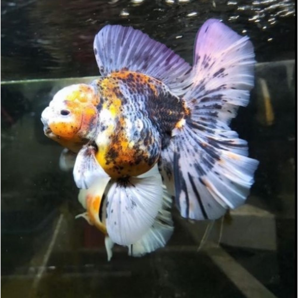 Minyak Ikan Mas Koki Oranda Pancawarna Berkualitas Size (M)
