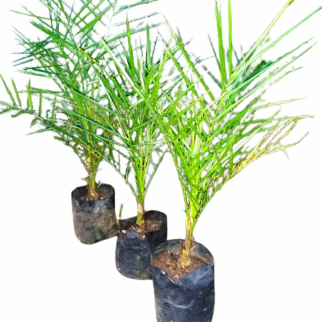 Pohon Kurma Ajwa Jantan/betina size 3 s.d 6 Bulan - Tanaman Hias Tanaman Nabawi