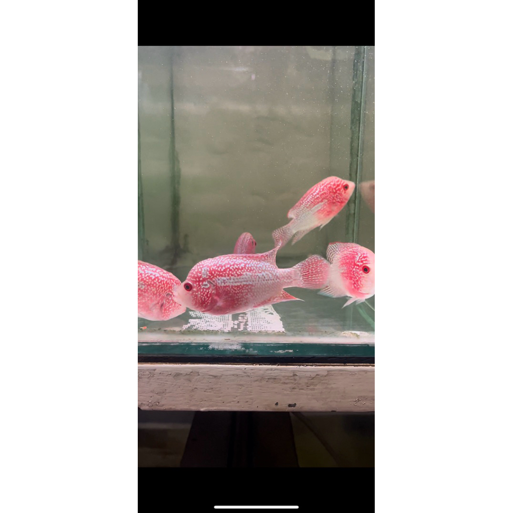 ikan louhan cencu female/betina 9 cm