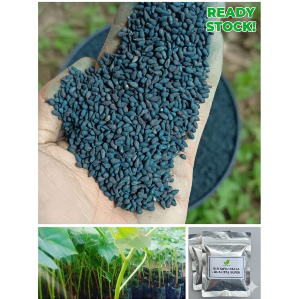 Benih Biji Kayu Balsa F1 Kwalitas Premium Sortir 1 Kg. ( Isi 60 Ribu Biji Benih ) Bibit Unggul
