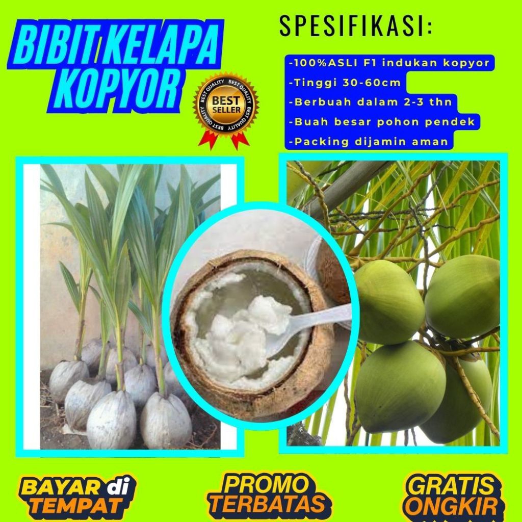 POHON PENDEK  Benih Kelapa Kopyor Kultur Jaringan, Benih Kelapa Kopyor Madu