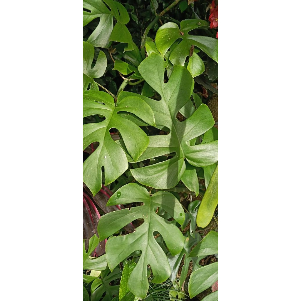 Monstera minima rhaphidophora tetrasperma