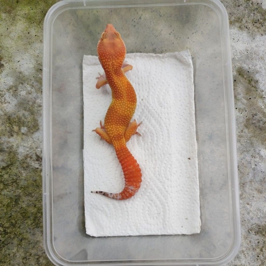MAINAN ANAK GECKO BABY_SHTCTB FEMALE