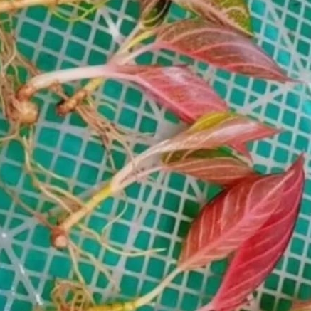 Aglonema red Sumatra bonggol.