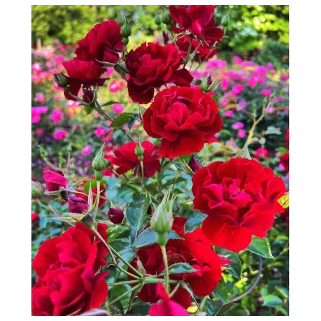 (BISA COD) PROMO Tanaman Hias Mawar Bunga Holland Red Rose-Mawar Bunga Merah-Tanaman Hidup-Tanaman M