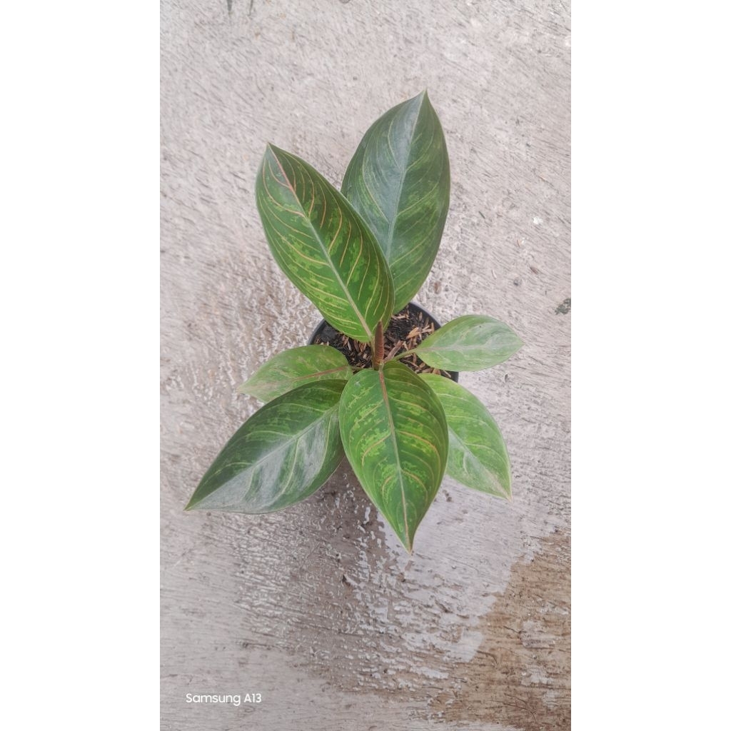 Aglonema Kresna Black (Remaja Daun 7) (1)