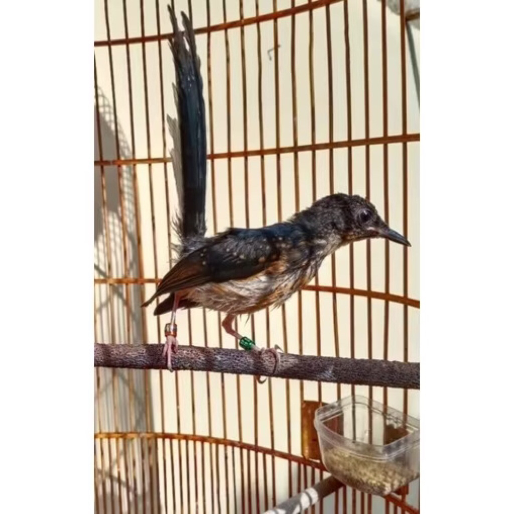 murai medan trotol jantan dobel ring trah juara