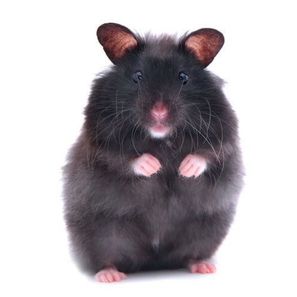 Hamster Syirian Blackbear (DEWASA)