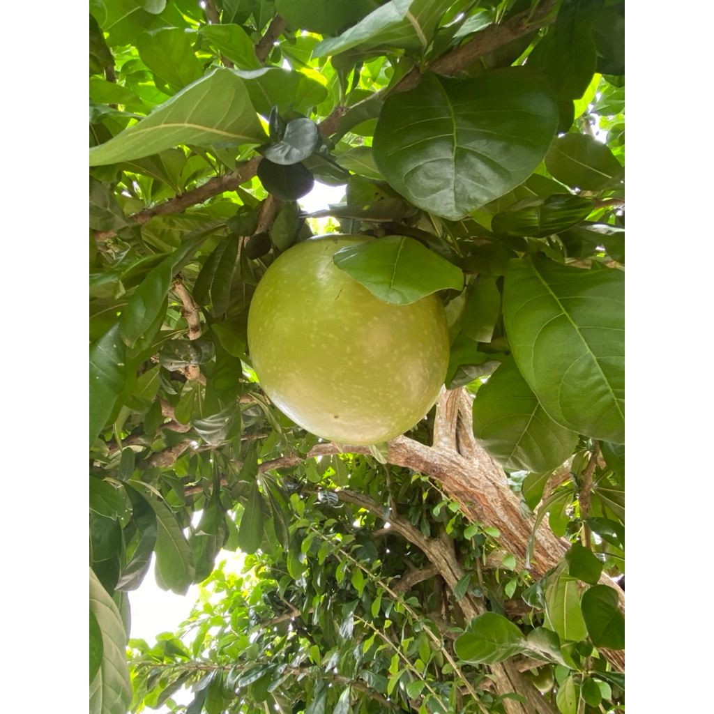 BUAH MAJAPAHIT BUAH BERENUK BUAH MAJA