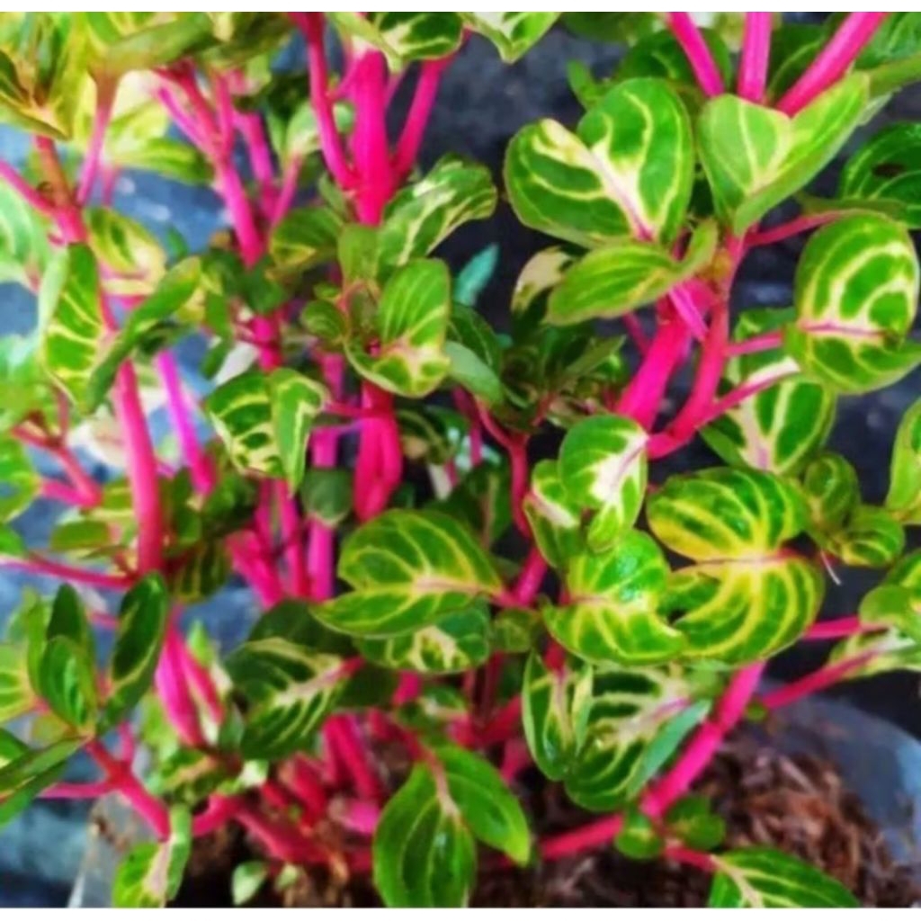 tanaman krokot bayam batang merah .krokot varigata