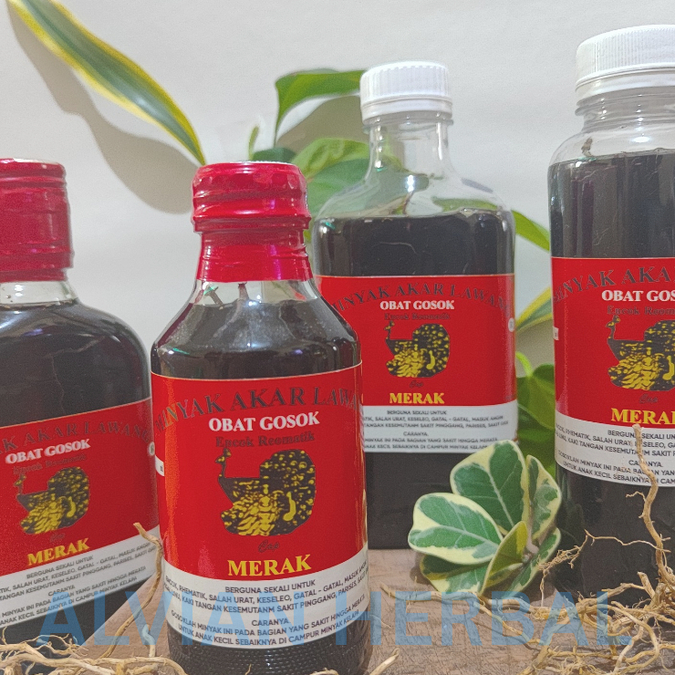 Minyak Pijat Gosok Akar Lawang Asli - Kalimantan