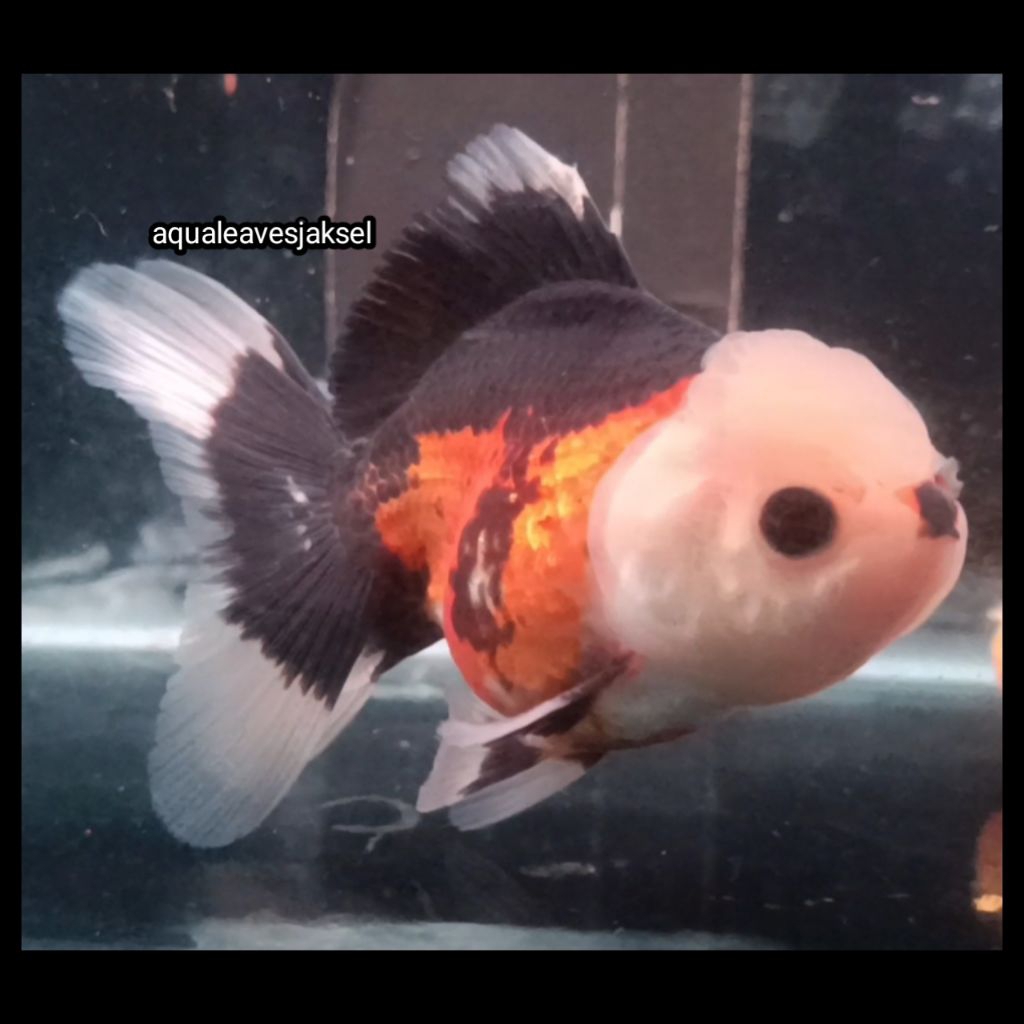ikan koki oranda panda tricolor