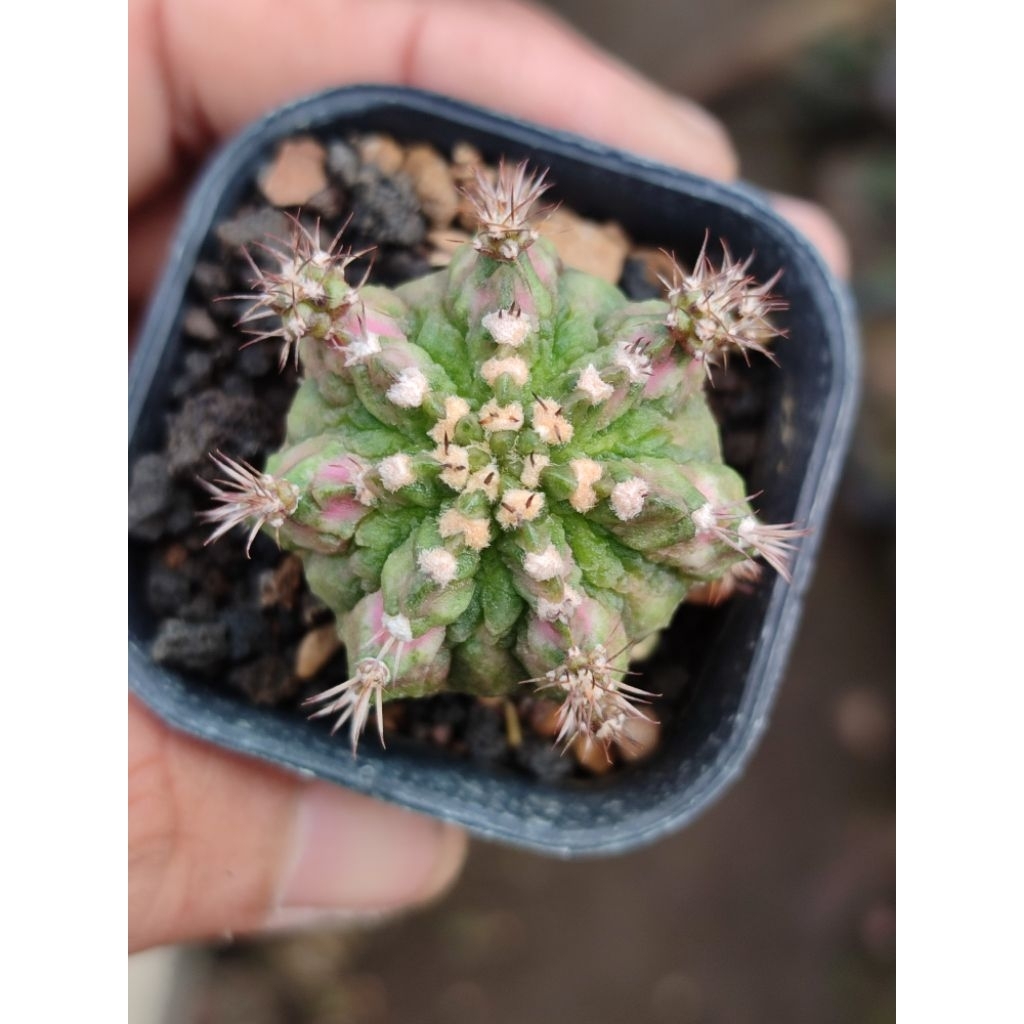 silangan pink diamond x tlux body berotot seedling corak rata cakep banyak anak kaktus koleksi