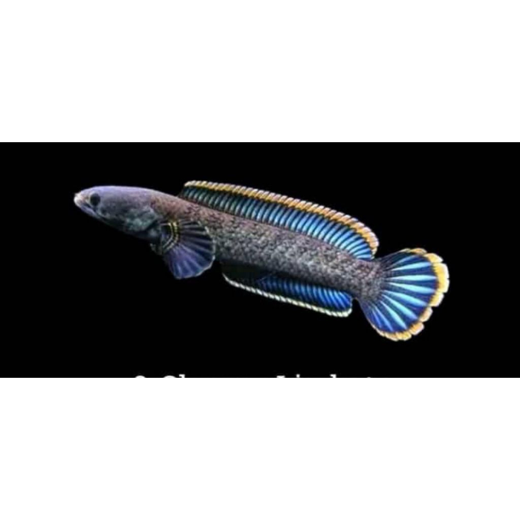SINGLE TANK Channa Limbata Asli Pegunungan Lawu size 12-18cm( Gread A)