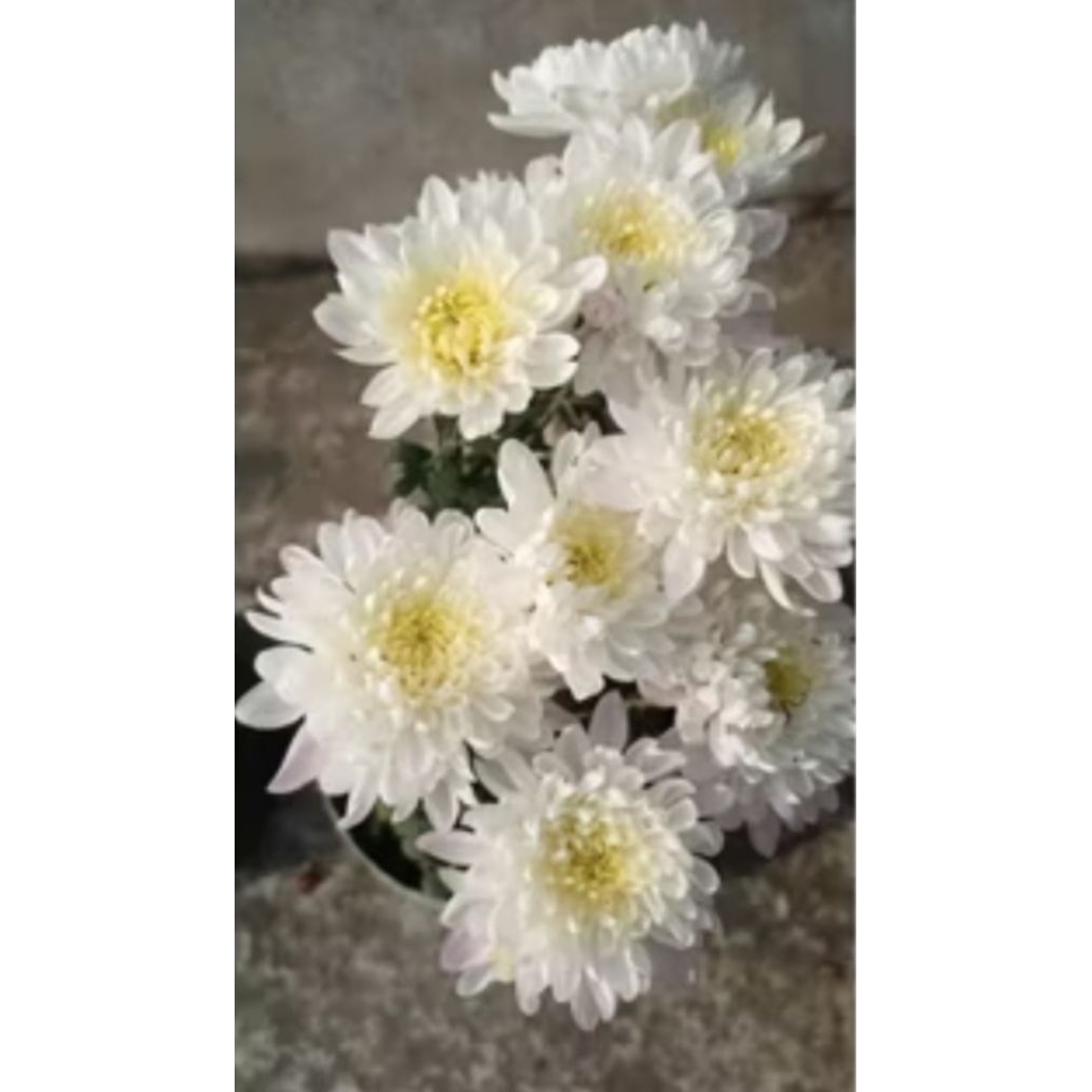 Tanaman hias krisan aster hidup sudah berbunga dalam pot warna putih || tanaman hias lualitas terbai