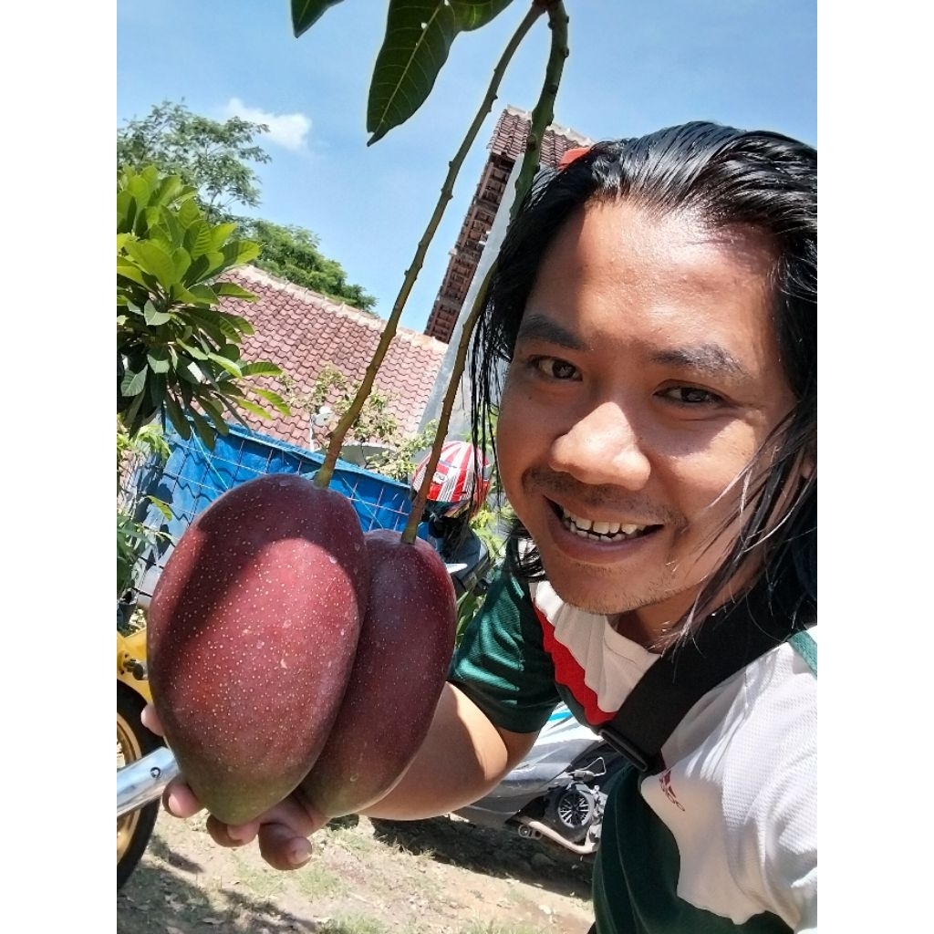 mangga yuwen 6