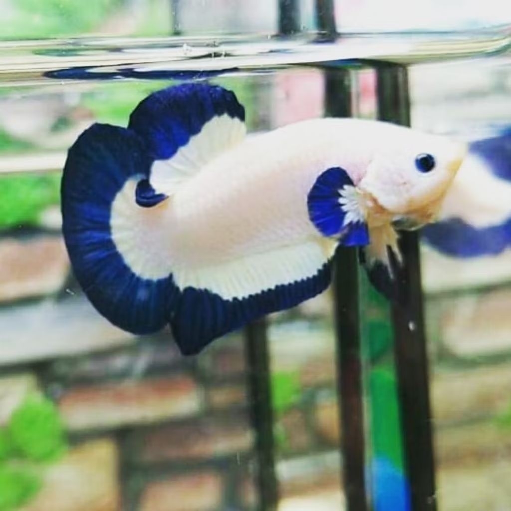 ikan cupang plakat blue rim jantan size s++