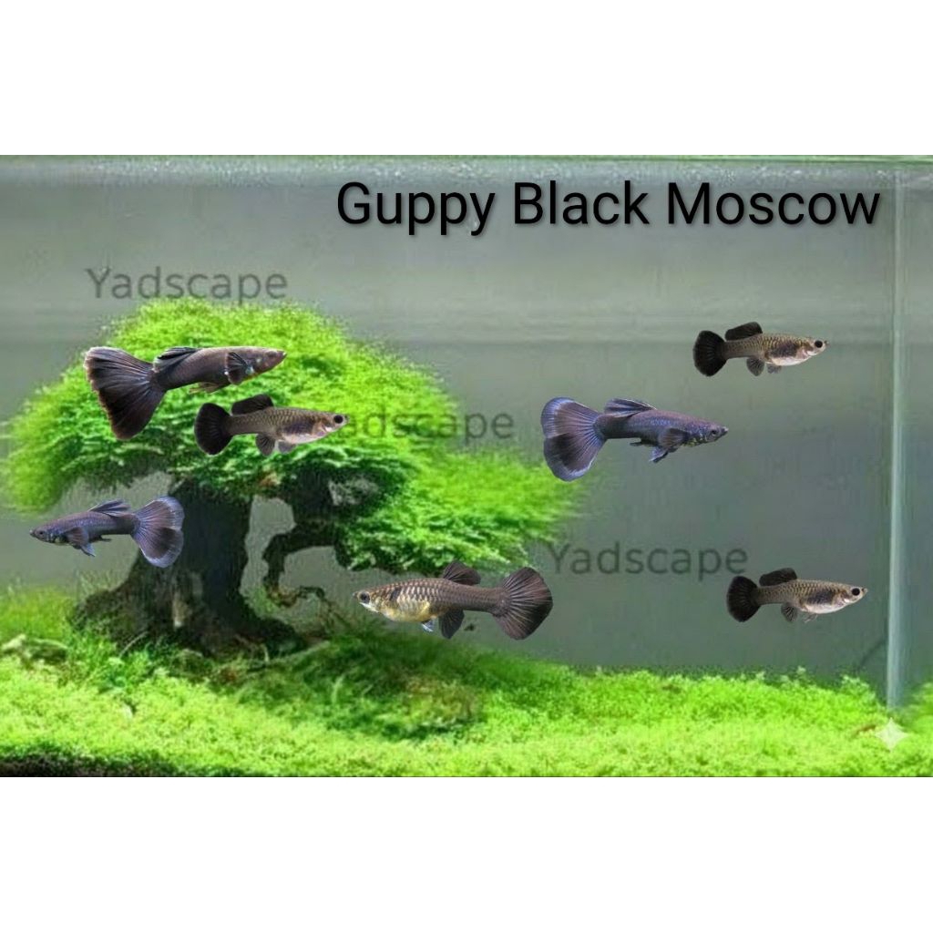 Guppy Black Moscow, 18rb = sepasang, (1jantan + 1betina), ikan hias aquascape aquatic aquarium