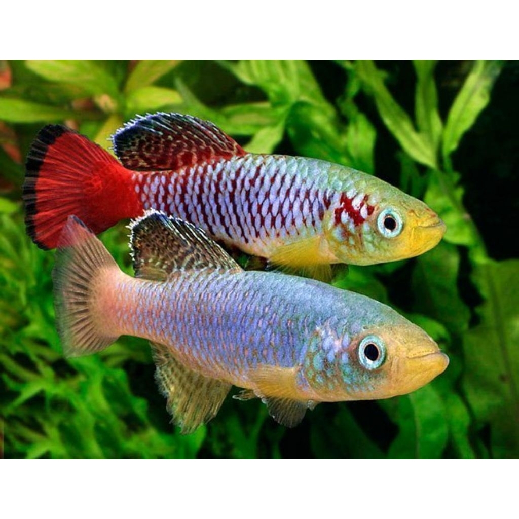 Killifish guentheri red /Dewasa/calon induk