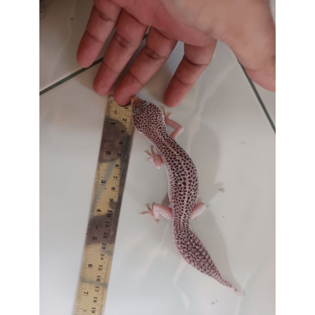 Super Snow Eclipse PH Tremper/Pied Betina