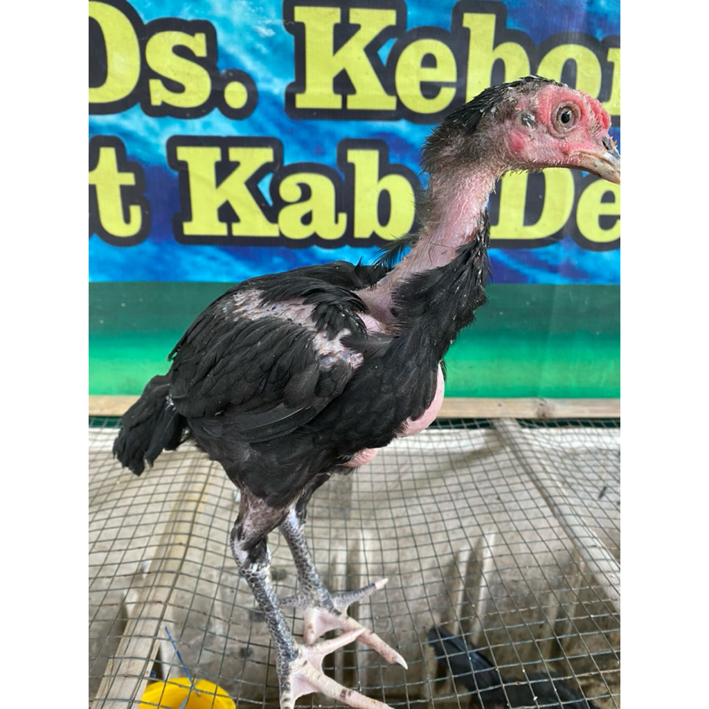 Phanat x khoytrad 1bln sepasang