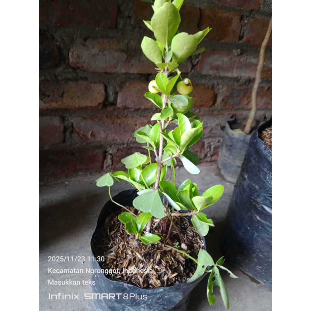 bibit blueberry berbunga
