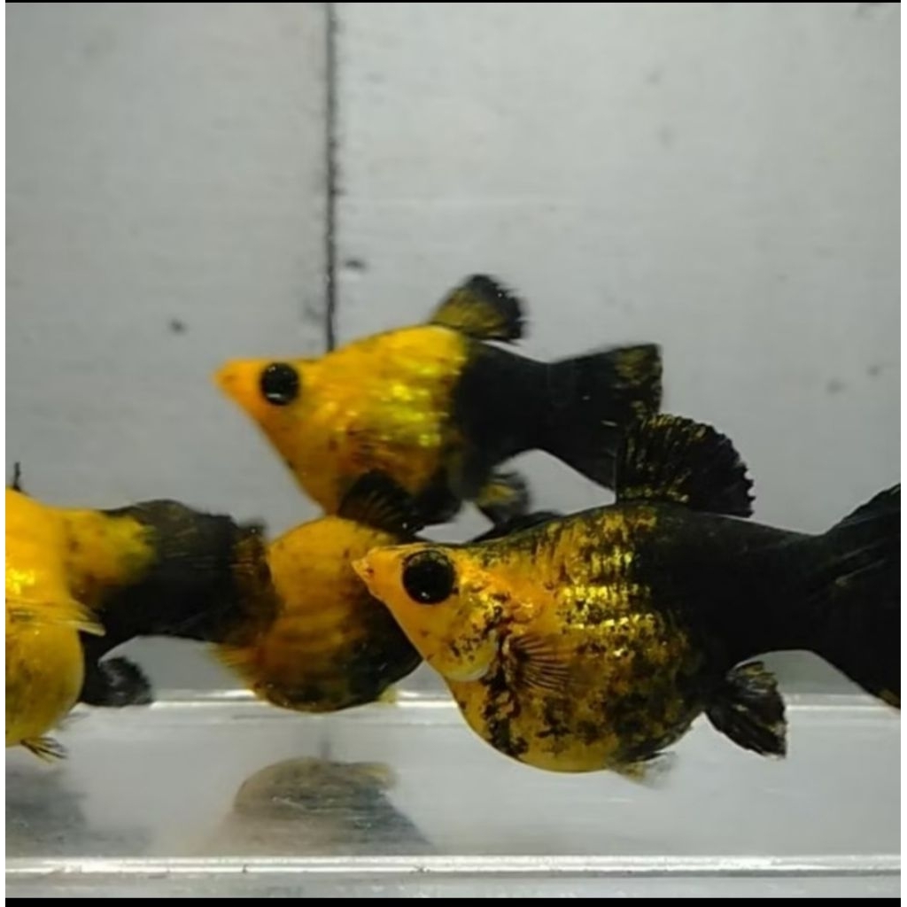 Golden black molly ballon