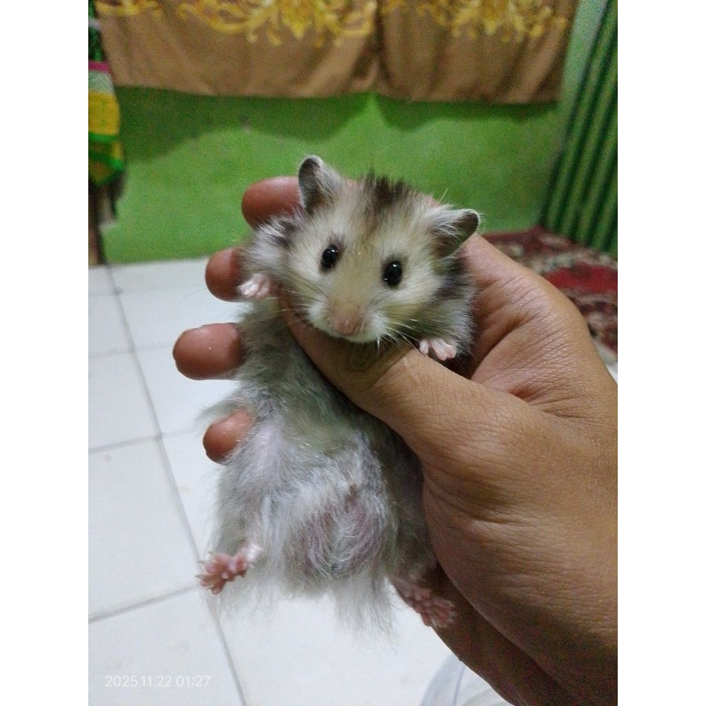 Indukan Hamster Syrian Longhair Shorthair Siap Kawin