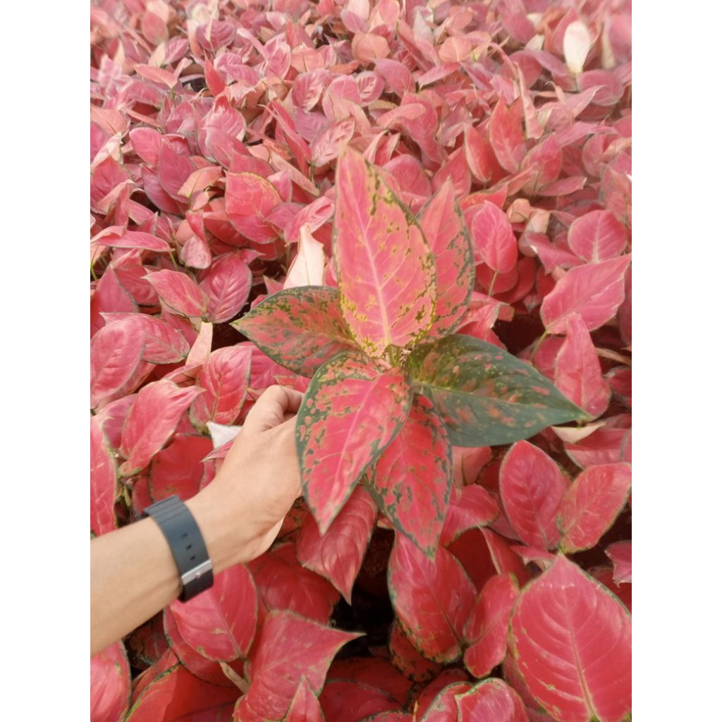 Aglonema Venus Tanaman Hias bunga Dewasa
