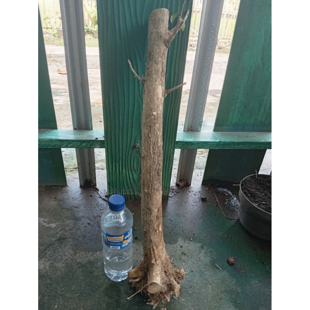 kemuning dongkelan akar batang kemuning lokal bahan bonsai