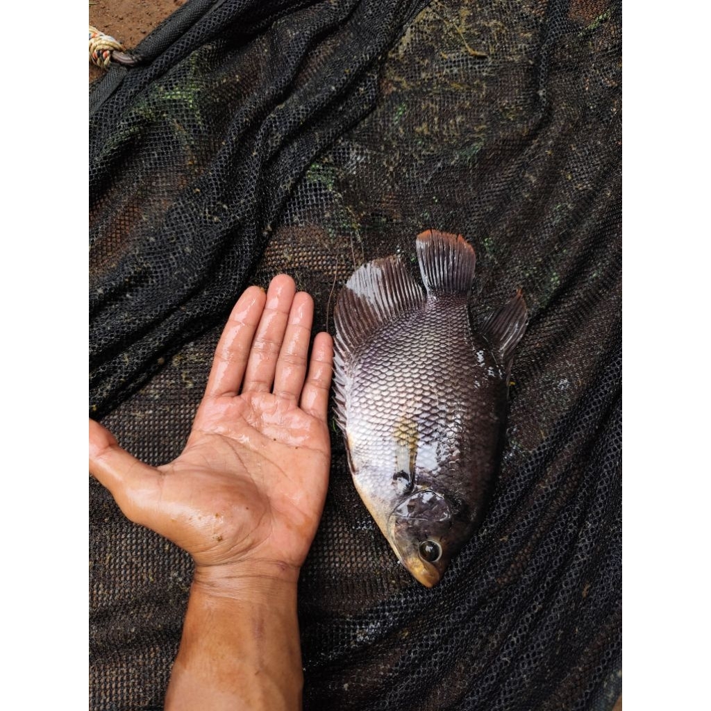 ikan gurame hidup 1 kg isi 2 ekor