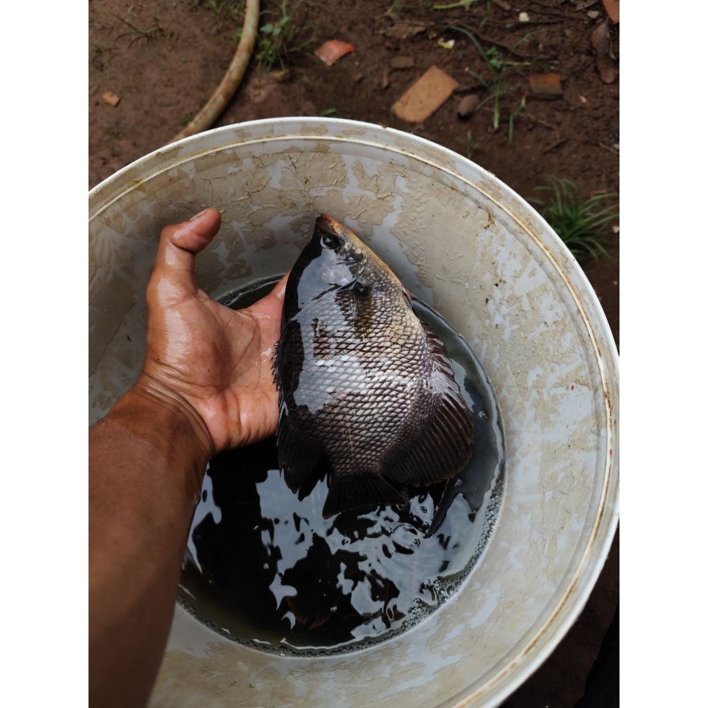 ikan gurame hidup 1 kg isi 4 ekor