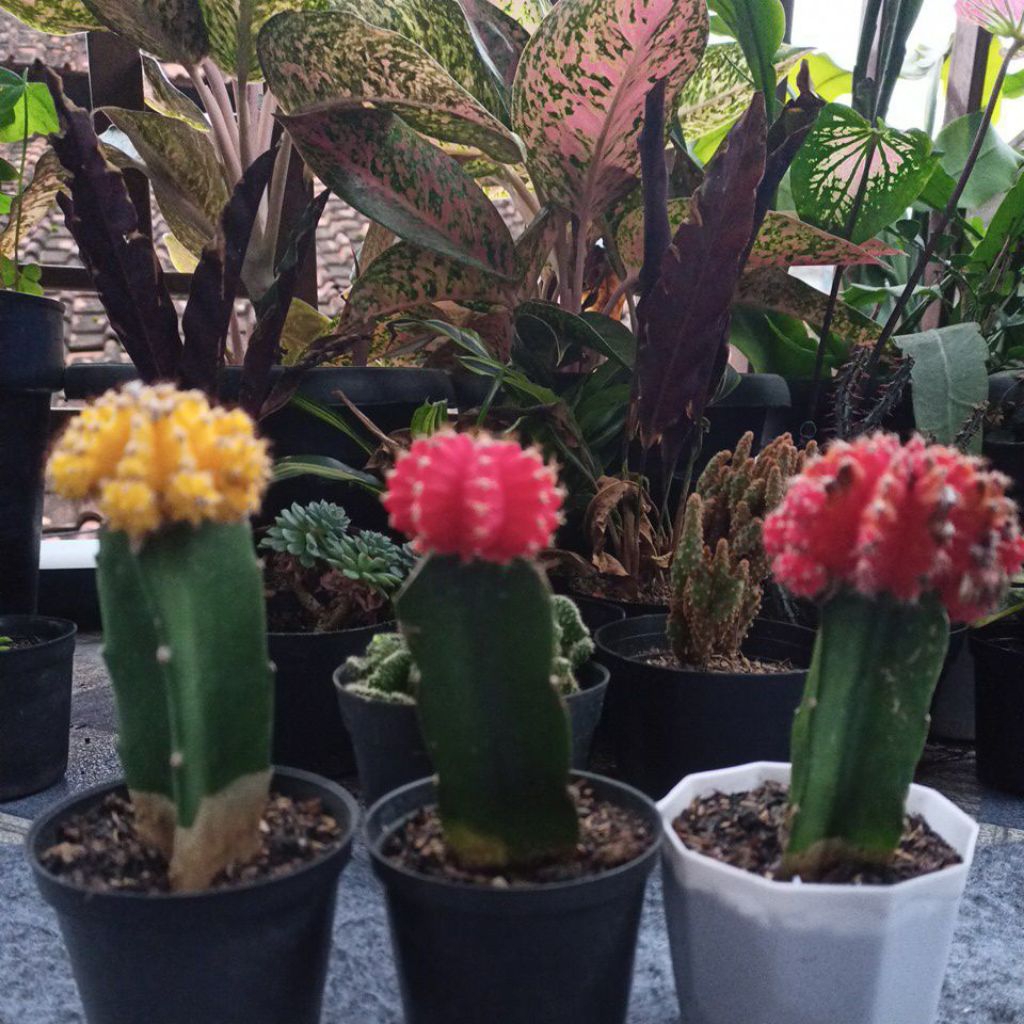 Gymno kaktus