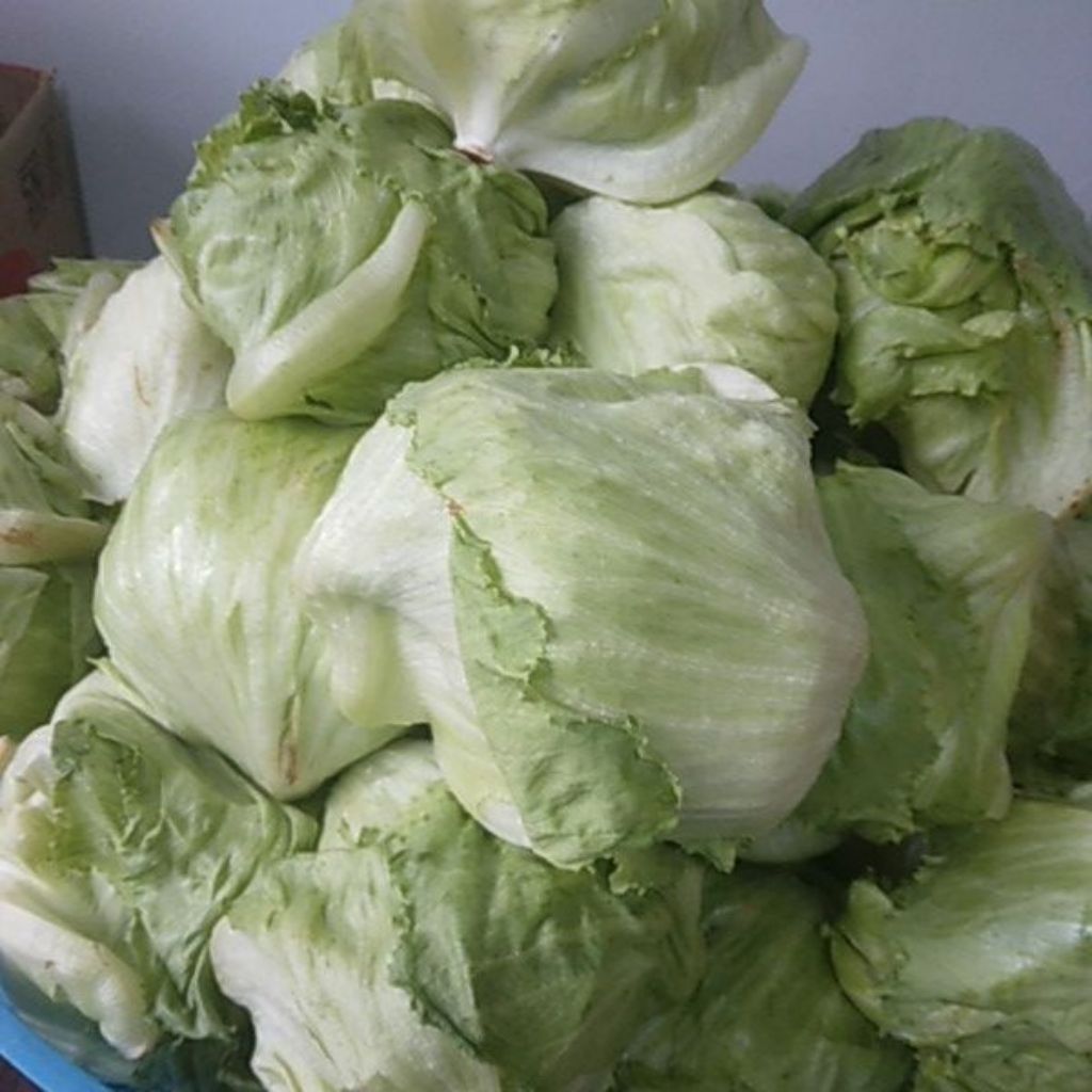 lettuce letus 1kg