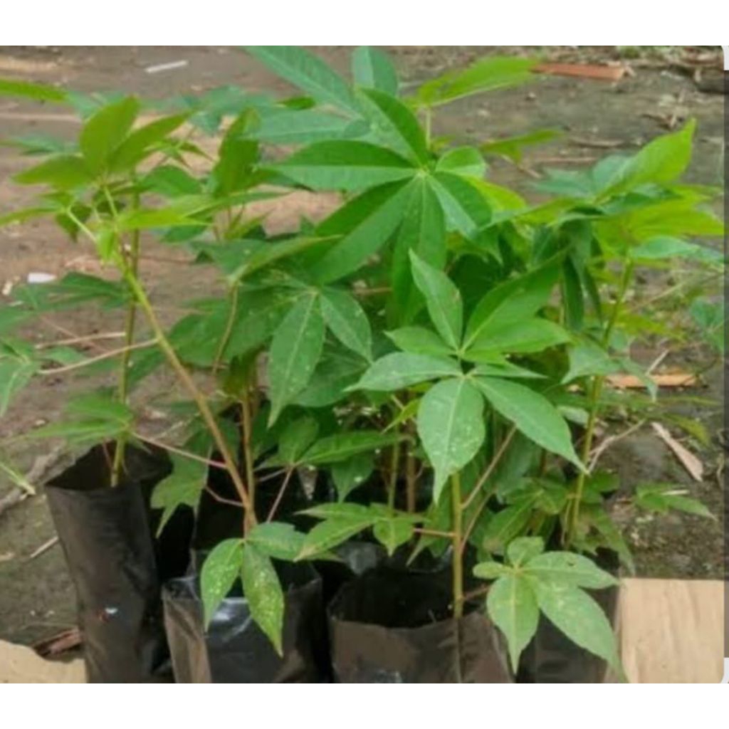 bibit tanaman randu kapuk, tanaman randu alas, bibit unggul randu kapuk.
